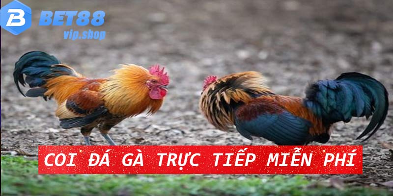 Được coi đá gà trực tiếp miễn phí