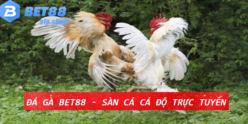 Đá Gà Bet88 - Sàn Cá Cá Độ Đá Gà Trực Tuyến Uy Tín 2024